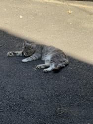 Found/Stray Male Cat last seen Suburban Diner , Feasterville, PA 19053