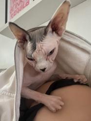 Reunited Female Cat last seen N 91st Street, Scottsdale, AZ 85258