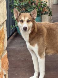 Found/Stray Female Dog last seen County rd 79 robstown tx, Robstown, TX 78380