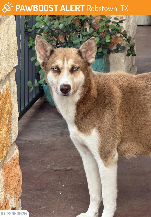 Found/Stray Female Dog last seen County rd 79 robstown tx, Robstown, TX 78380