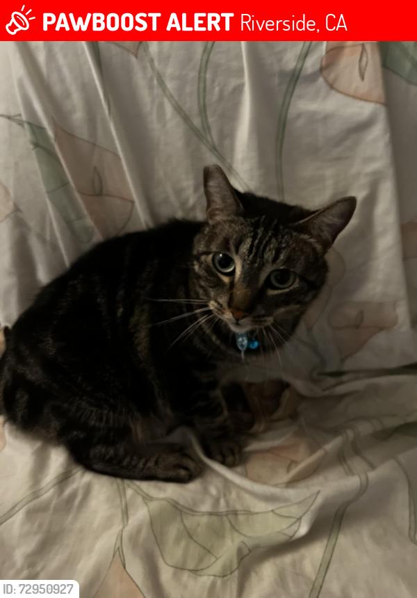 Lost Female Cat last seen Iowa x Everton, Riverside, CA 92507