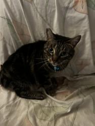 Lost Female Cat last seen Iowa x Everton, Riverside, CA 92507