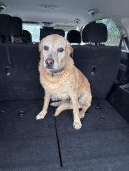 Reunited Female Dog last seen Brightonlanding Dr Grovetown, GA, Grovetown, GA 30813