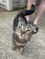 Reunited Female Cat last seen Clairmont Reserve apmts, DeKalb County, GA 30033