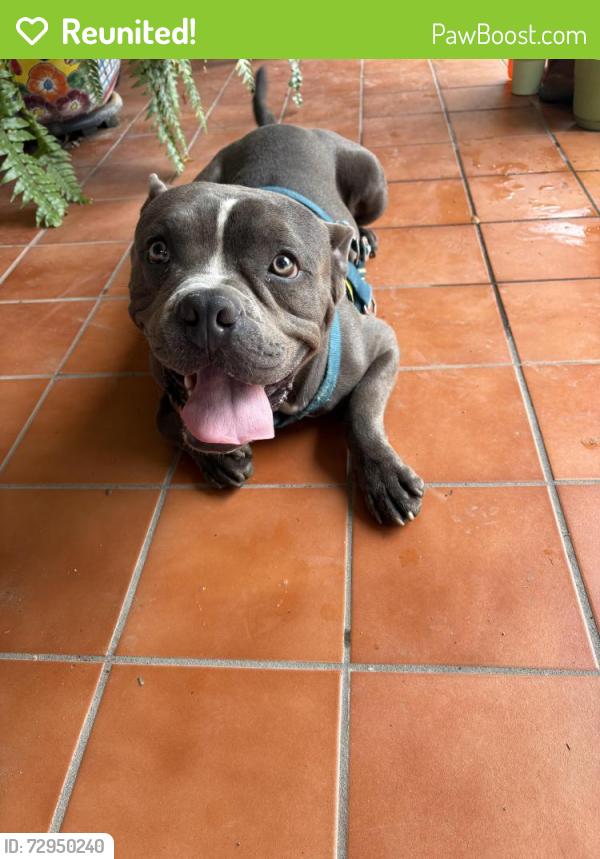 Reunited Male Dog last seen Hillside, gallagher, Laredo, TX 78041