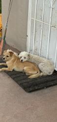 Reunited Male Dog last seen Dog Beach, San Diego, CA 92109, USA, San Diego, CA 92109