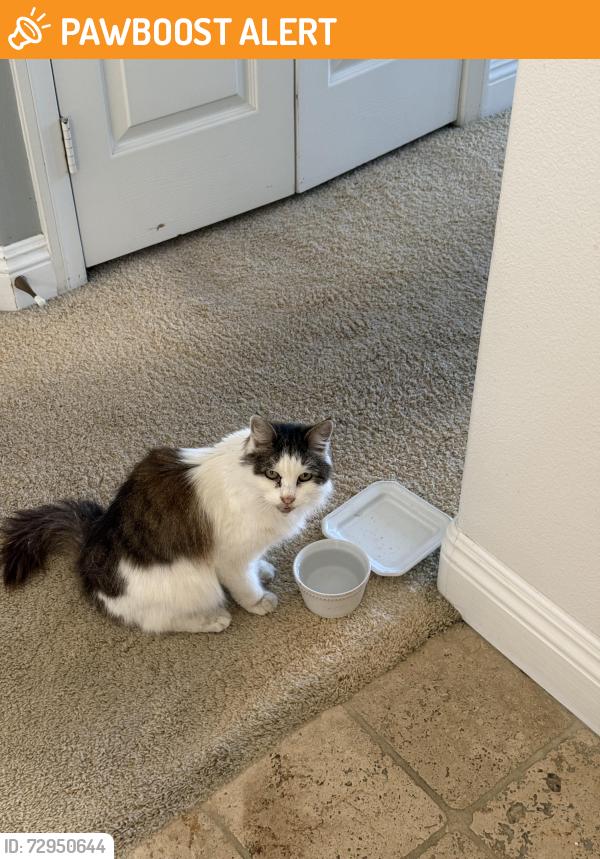 Found/Stray Unknown Cat last seen Indianapolis Ave and Alabama st Huntington Beach, Huntington Beach, CA 92648