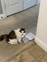 Found/Stray Unknown Cat last seen Indianapolis Ave and Alabama st Huntington Beach, Huntington Beach, CA 92648