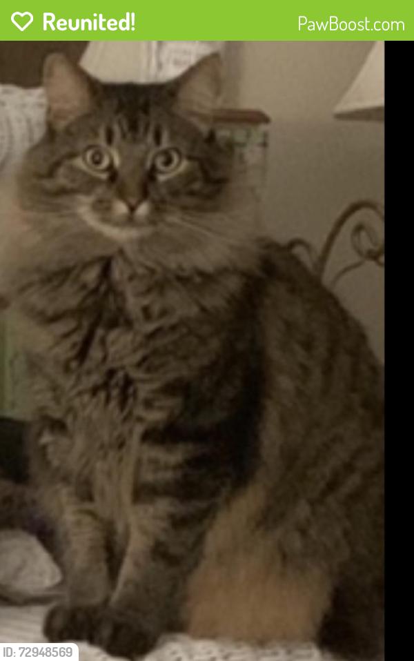 Reunited Male Cat last seen W. Daytona Dr. and N. University , Peoria, IL 61614