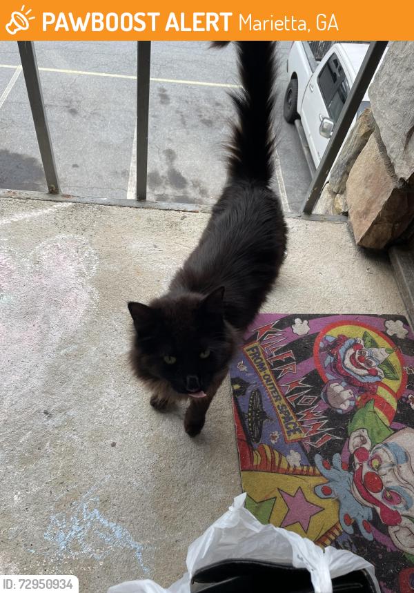 Found/Stray Unknown Cat last seen Booth rd and powder springs st, Marietta, GA 30008