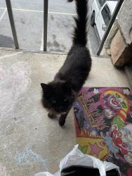 Found/Stray Unknown Cat last seen Booth rd and powder springs st, Marietta, GA 30008