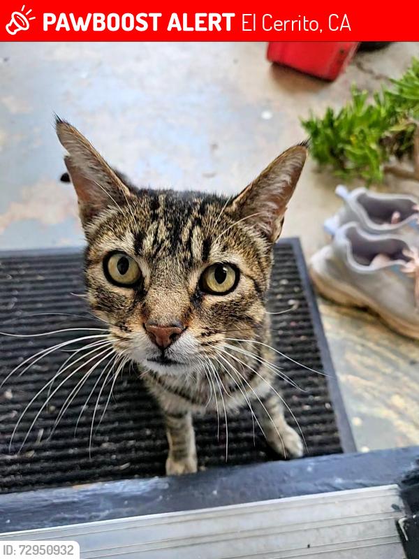 Lost Male Cat last seen Mono Ave and Conlon Ave, El Cerrito, CA 94530