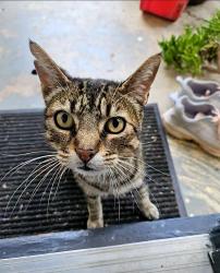 Lost Male Cat last seen Mono Ave and Conlon Ave, El Cerrito, CA 94530