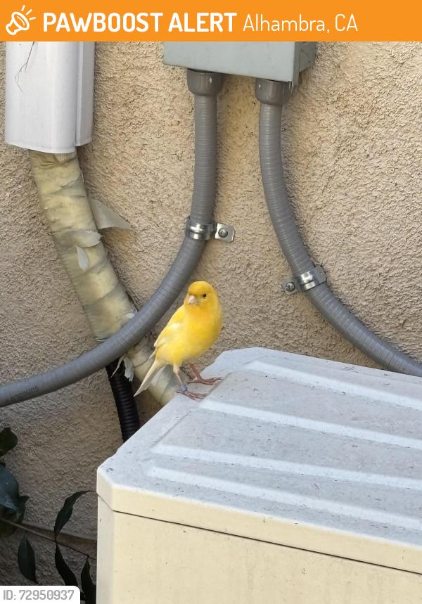 Found/Stray Unknown Bird last seen W Norwood Pl, S 2nd St, Alhambra , Alhambra, CA 91801