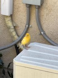 Found/Stray Unknown Bird last seen W Norwood Pl, S 2nd St, Alhambra , Alhambra, CA 91801