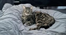 Reunited Female Cat last seen Stillwell Ave , Brooklyn, NY 11214