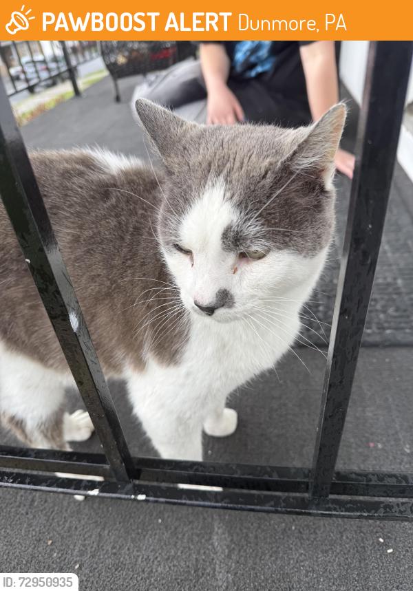 Found/Stray Male Cat last seen Yes, drinker Street and Smith Street Dunmore PA, Dunmore, PA 18512