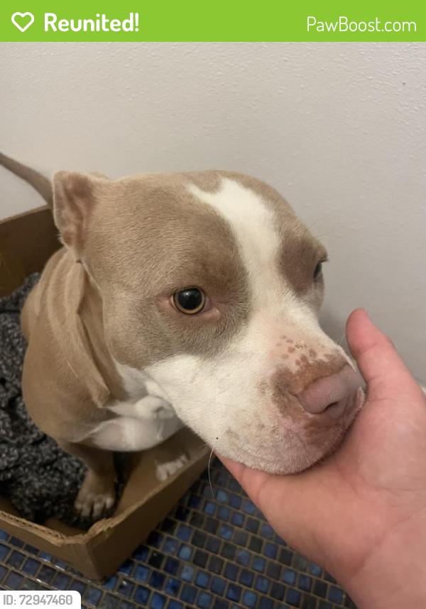 Reunited Female Dog last seen Hoagland, Las Cruces, NM 88001