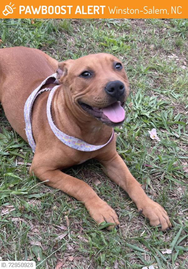 Found/Stray Female Dog last seen Daniel street & Buchanan street, Winston-Salem, NC 27127