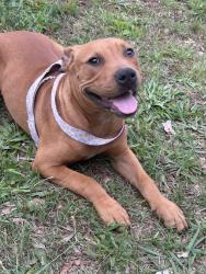 Found/Stray Female Dog last seen Daniel street & Buchanan street, Winston-Salem, NC 27127