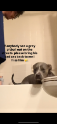 Lost Male Dog last seen Near vista mesa drive, Potomac Park, CA 93306