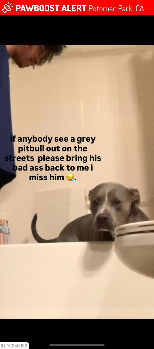 Lost Male Dog last seen Near vista mesa drive, Potomac Park, CA 93306