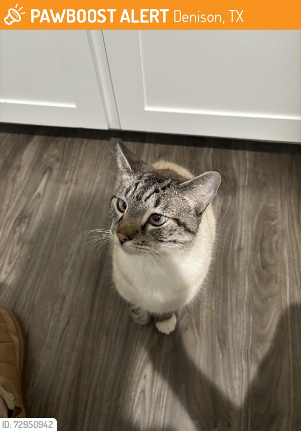 Found/Stray Male Cat last seen Lamar elementary, Denison, TX 75021