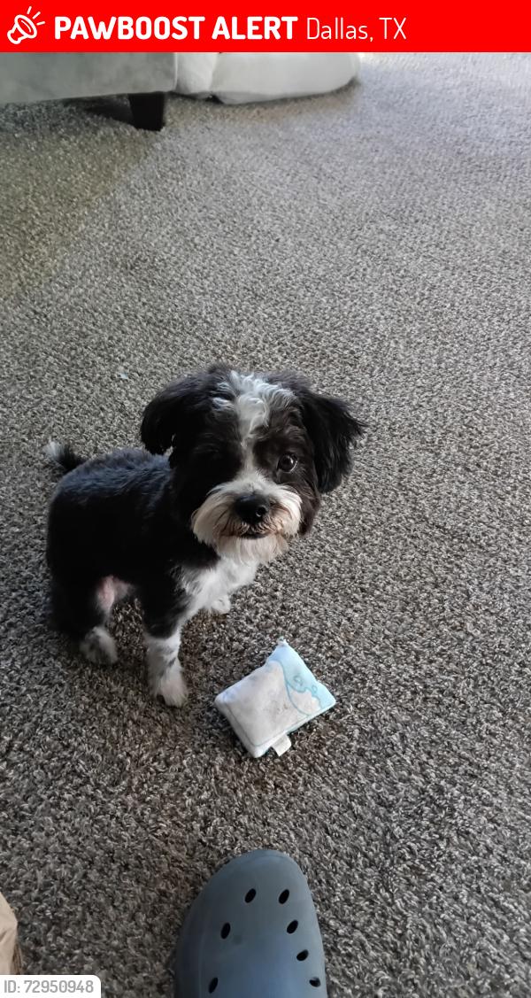 Lost Male Dog last seen Near McKinney Avenue , Dallas, TX 75204