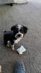 Lost Male Dog last seen Near McKinney Avenue , Dallas, TX 75204