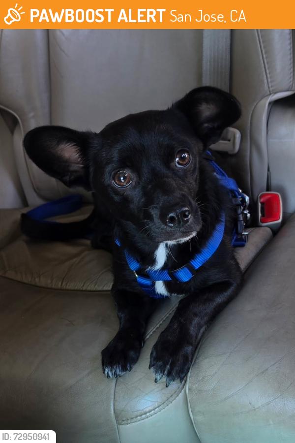 Found/Stray Male Dog last seen Fuller ave between Bird & Delmas Ave, San Jose, CA 95125