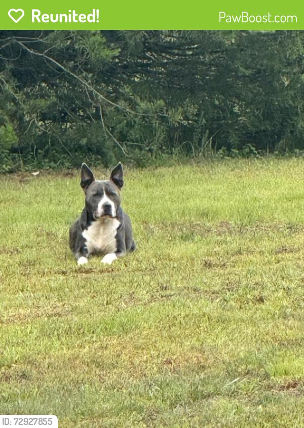 Reunited Male Dog last seen Mt Carmel rd & East Shore Circle, Stokesdale, NC 27009