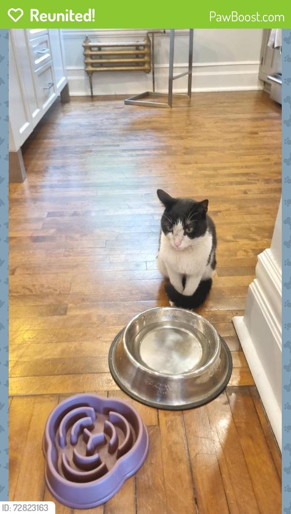 Reunited Male Cat last seen sherbrooke, Westmount, QC H3Y 2V4