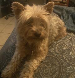 Lost Male Dog last seen Sorrell drive, El Paso, TX 79932
