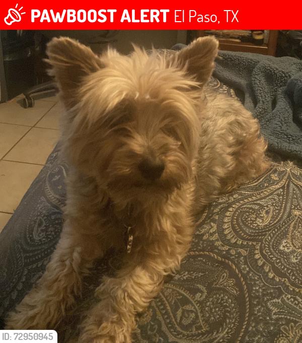 Lost Male Dog last seen Sorrell drive, El Paso, TX 79932