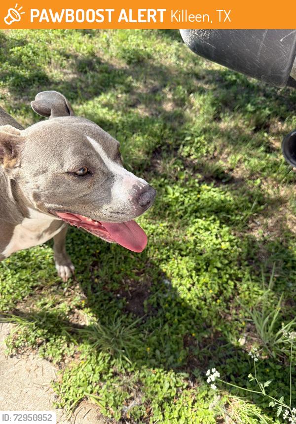 Found/Stray Female Dog last seen Westcliff/schwertner , Killeen, TX 76543