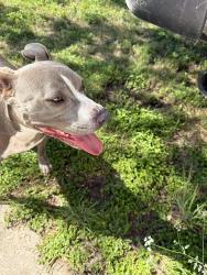 Found/Stray Female Dog last seen Westcliff/schwertner , Killeen, TX 76543