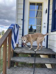 Found/Stray Female Dog last seen the tennis courts at Delaney Park strip, Anchorage, AK 99501