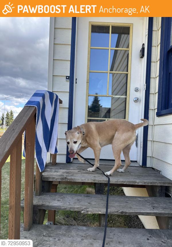 Found/Stray Female Dog last seen the tennis courts at Delaney Park strip, Anchorage, AK 99501