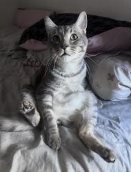 Reunited Male Cat last seen Torrey Pines and Dorrell, Las Vegas, NV 89131