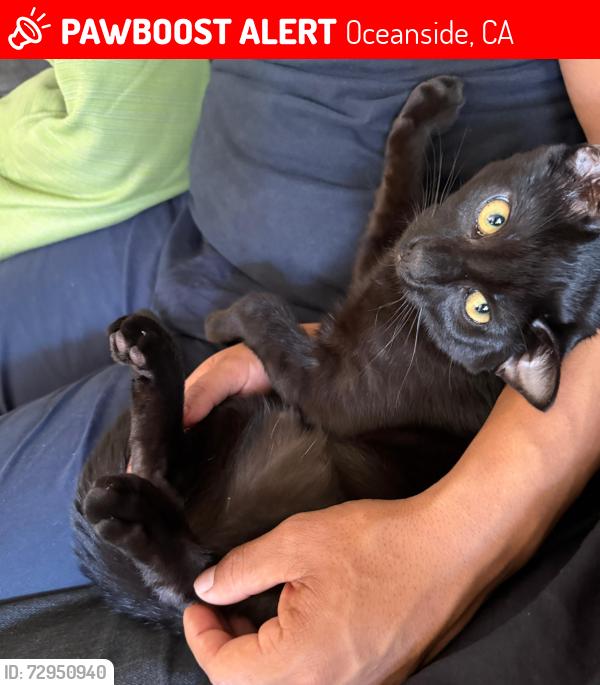 Lost Male Cat last seen Magdalena dr , Oceanside, CA 92057