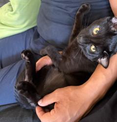 Lost Male Cat last seen Magdalena dr , Oceanside, CA 92057