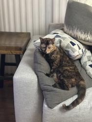 Lost Female Cat last seen Dale road, Woodbury, MN 55129