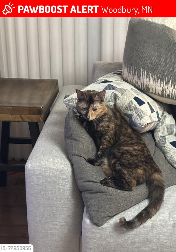 Lost Female Cat last seen Dale road, Woodbury, MN 55129