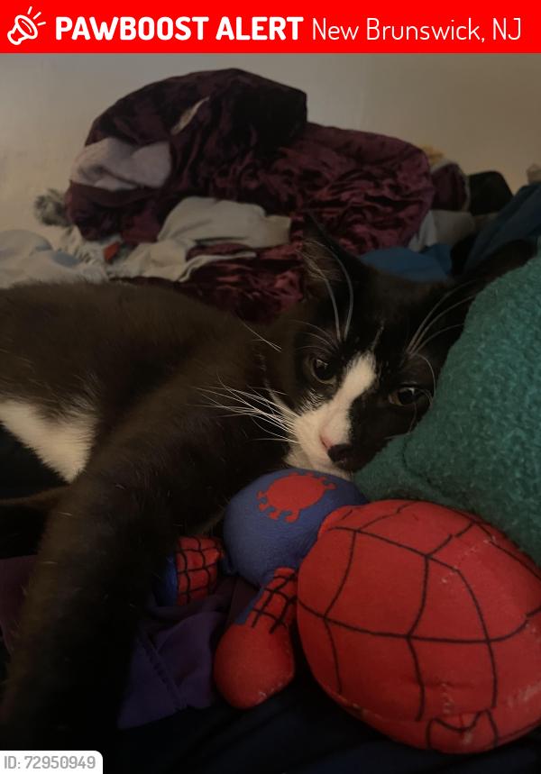 Lost Male Cat last seen suydam st, New Brunswick, NJ 08901