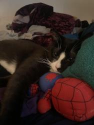 Lost Male Cat last seen suydam st, New Brunswick, NJ 08901