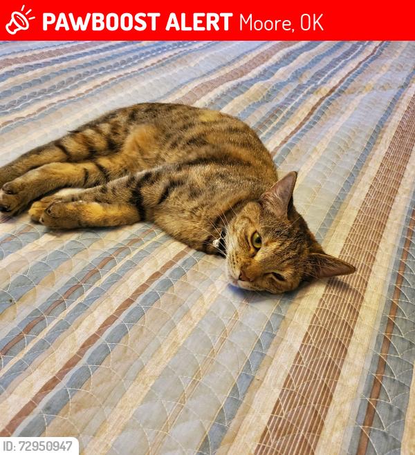Lost Female Cat last seen 12th and Broadway , Moore, OK 73160