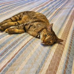 Lost Female Cat last seen 12th and Broadway , Moore, OK 73160