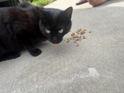 Found/Stray Unknown Cat last seen Oak ridge farms circle, Newton/maiden , Maiden, NC 28658