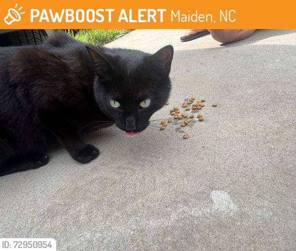 Found/Stray Unknown Cat last seen Oak ridge farms circle, Newton/maiden , Maiden, NC 28658