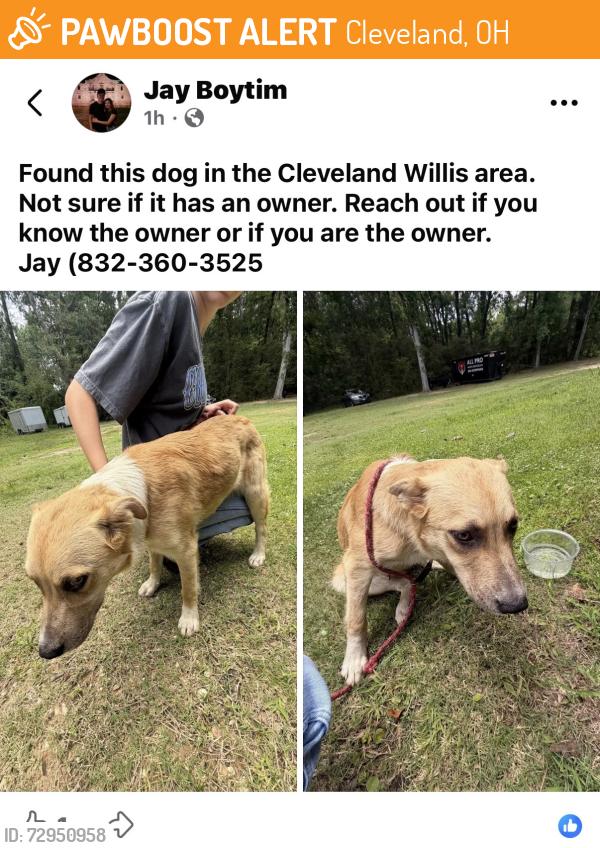Found/Stray Male Dog last seen Cleveland Willis area., Willis, TX 77378